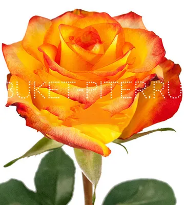 Картинка Хай мэджик роза в png формате: ловите каждую деталь этого прекрасного изображения
