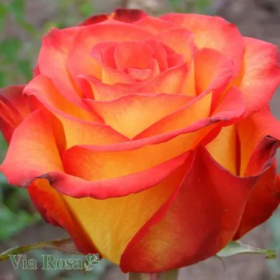 Фото розы Хай мэджик с возможностью выбора формата и размера