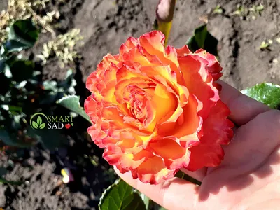 Изображение розы Хай мэджик в jpg формате: скачать бесплатно