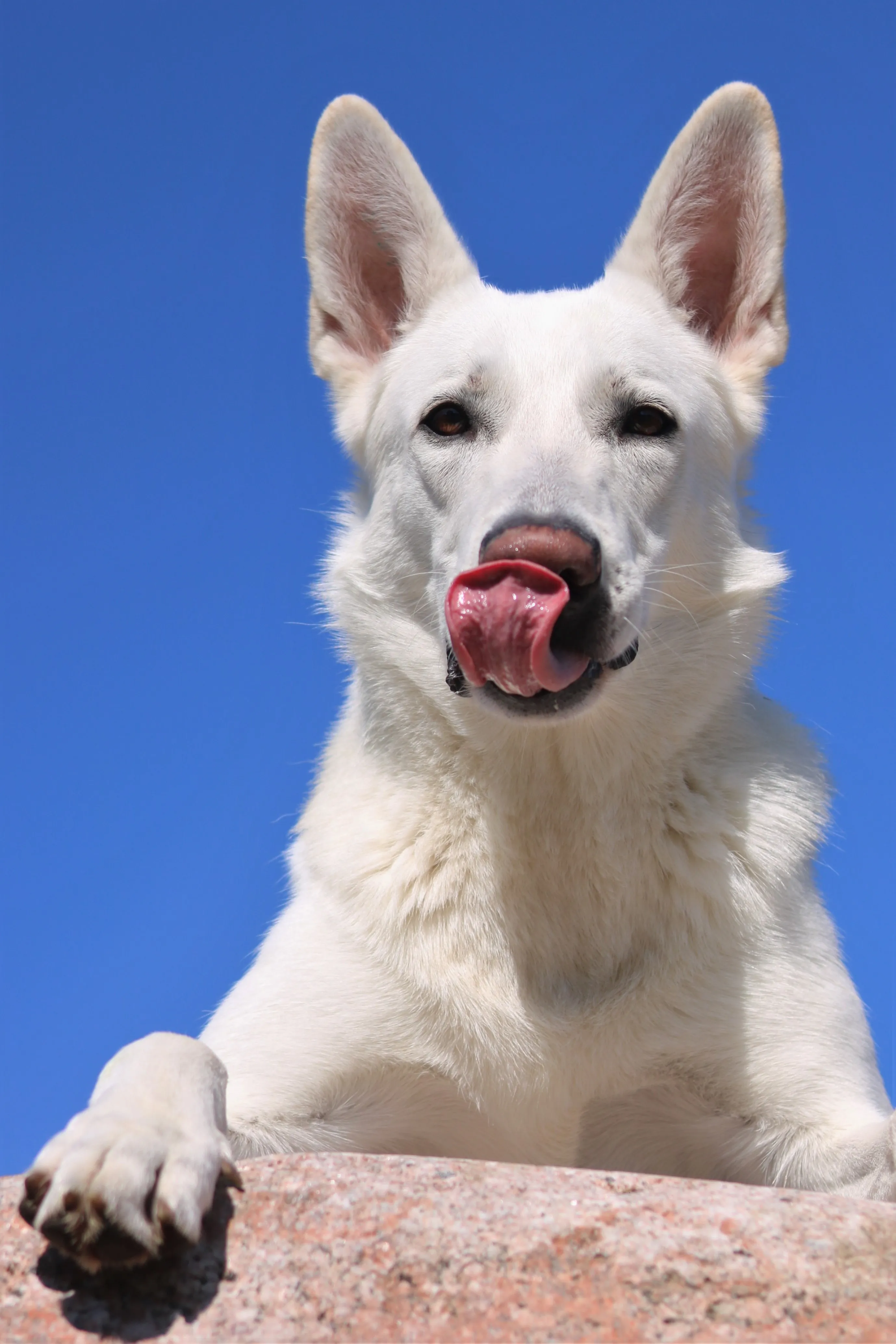 He has dog. Ханаанская лайка. Бельгийская овчарка белая. Ханаанская овчарка. Ханаанская собака белая.