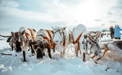 Холодный город: Изучите Ханты-Мансийск зимой на фото