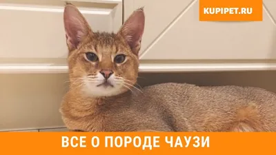 Фотографии кошек, которые точно вызовут улыбку