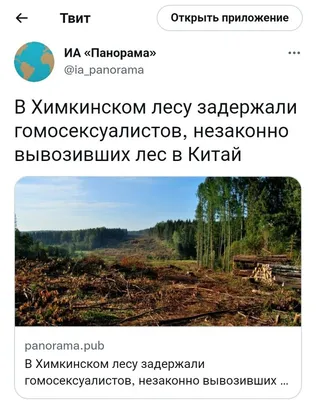 Бесконечная красота Химкинского леса на фотографиях в хорошем качестве