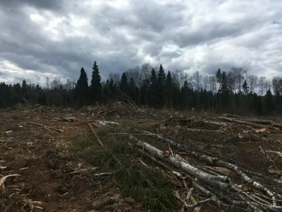 Прыжок в природу: фотографии Химкинского леса вернут вас к истокам