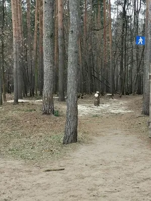 Фотк Химкинского леса для рабочего стола