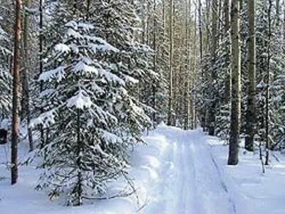 Завораживающие фотографии Химкинского леса