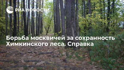 Фотографии Химкинского леса в высоком качестве: скачать бесплатно