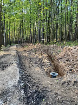 Загляни в чудеса природы: фотографии Химкинского леса в арт