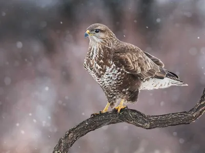 Фотографии птиц хищников подмосковья: изображение высокого качества