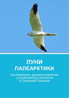 Изображения хищных птиц приморского края для любителей природы