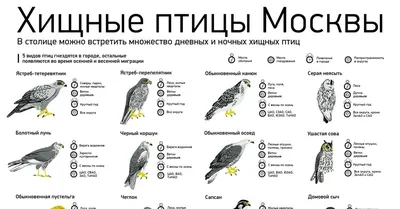 Изображения хищных птиц России в разных форматах