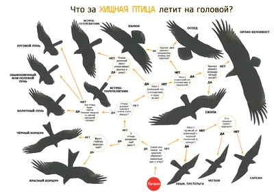 Впечатляющие снимки хищных птиц России