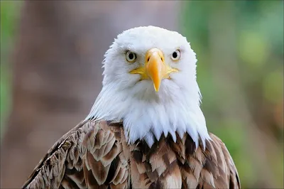 Впечатляющие фото хищных птиц Украины: разные форматы для скачивания