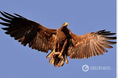 Впечатляющие фото хищных птиц Украины: разные форматы для скачивания