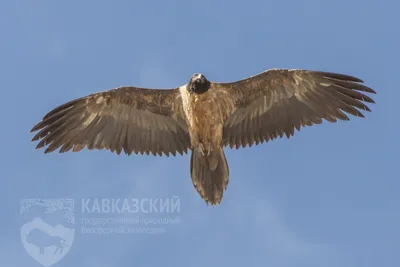 Фотографии хищных птиц Урала в разных размерах