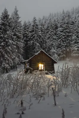 Секреты лесной хижины на фотографии