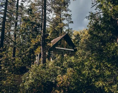 Фотография хижины в лесу: обители спокойствия