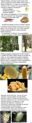 Величественное Хлебное дерево на ваших глазах на фото 