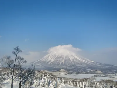 Собаки Хоккайдо: фотографии для дизайна