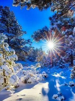 Зимняя Красота в Каждом Пикселе: Фотографии для Скачивания