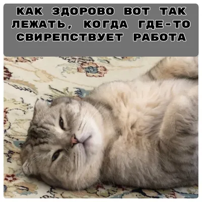 Хорошего рабочего дня: фотографии, чтобы сохранить фокус