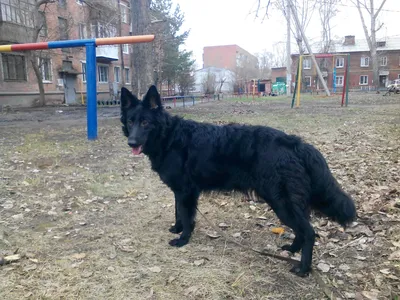 Фотографии Хорватской овчарки в разных сезонах