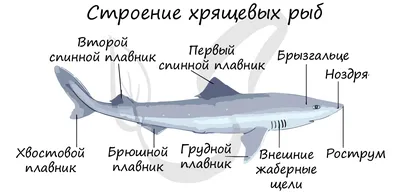 Изображение хрящевых рыб: отличное разрешение в формате jpg