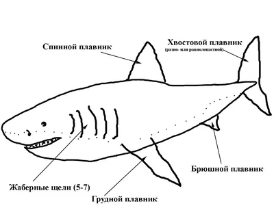 Хрящевые рыбы: загадочные существа на картинке