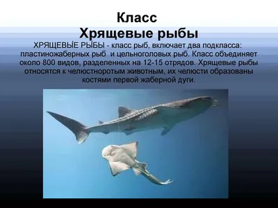 Хрящевые рыбы: красота под водой на фото