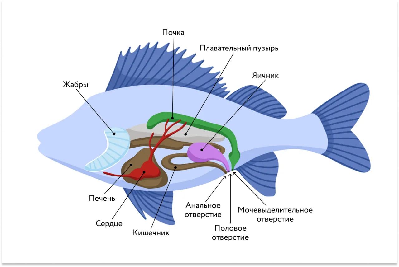 Какие системы органов у рыб. Выделительная система рыб. Электрические органы рыб. Органы выделительной системы у рыб. Внутреннее строение рыбы.