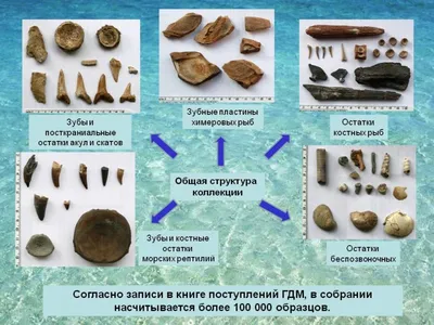 Фотка хрящевых рыб: впечатляющий панорамный вид под водой