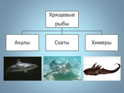 Фото хрящевых рыб: улов, который невозможно пропустить