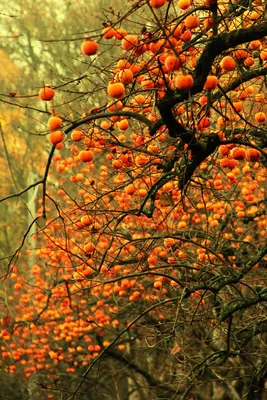 Хурма дерево - нежность и изысканность на фото