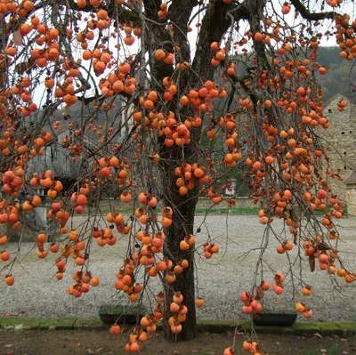 Фото дерева хурмы на iPhone в прекрасном качестве