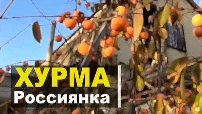 Фото Хурмы россиянки: редкое растение в объективе