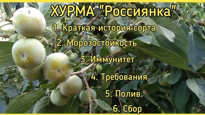 Прекрасный кадр: Хурма россиянка дерева на фото