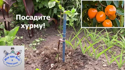 Изображение Хурмы россиянки в формате webp