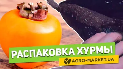 Картинка Хурмы россиянки на фоне дерева