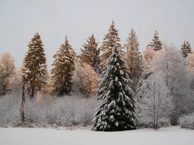 Уникальные снимки хвойных деревьев в Full HD