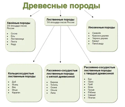 Фотоархив сногсшибательной красоты хвойных деревьев