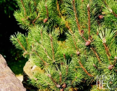 Переливающиеся оттенки природы на фото хвойных пород деревьев