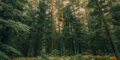 Волшебство лесных троп на фотографиях хвойных деревьев