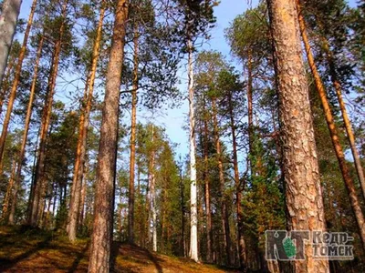 Красивые изображения хвойных пород деревьев