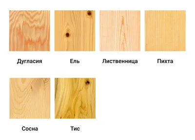 Хвойные породы деревьев: Изображения в хорошем качестве