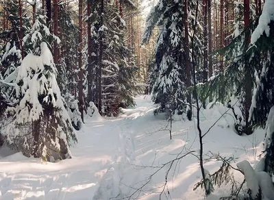Хвойный лес зимой: Великолепные фотографии
