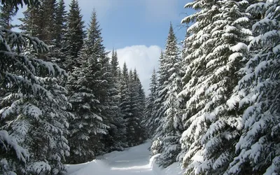 Зимний волшебство в хвойном лесу: Фотообзор