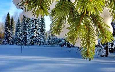 Зимняя красота природы: Хвойные деревья на фото