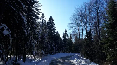 Загадочный хвойный лес зимой: Фото-галерея