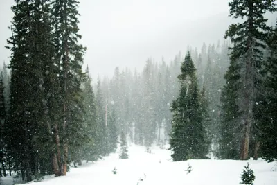 Восхитительные моменты: Зимний хвойный лес