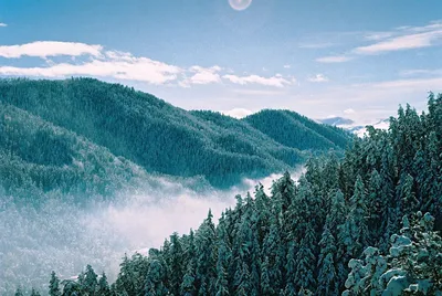 Зимняя симфония: Фото хвойного леса